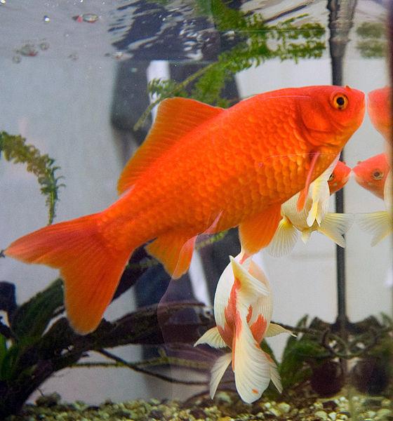 Animal Control and Welfare Commission Pushes to Ban Goldfish in San Francisco