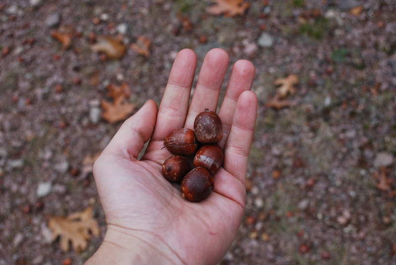 "acorns