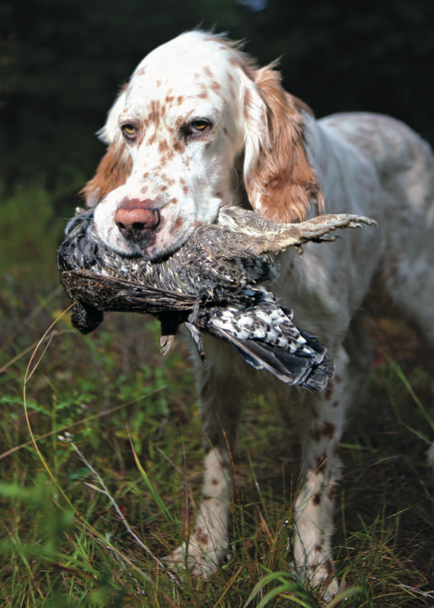 Grouse Hunting photo