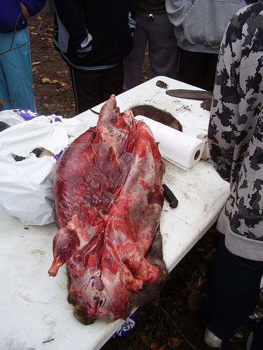 uncooked beaver meat