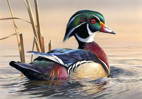 Duck stamps are about to go digital. There's currently a bill waiting in the U.S. Senate that would OK online sales of federal duck stamps in all 50 states. Right now, eight states are running a trial program that allows hunters to buy their stamp online. The physical stamp gets mailed to them after 45 days. Since 1934, the year the first duck stamp was issued, the program has raised $800 million dollars that's been used to conserve 5.3 million acres of wetlands - that's an area larger than the state of Connecticut. Duck stamps (which cost $15) raise about $25 million each year. Hopefully, this online program will allow even more hunters and conservationists to buy the stamp. To celebrate the success of the duck stamp, and it's 75th anniversary, our friends at Ducks Unlimited have sent us a collection of the 35 best duck stamp paintings. Pictured: the 2012-2013 stamp by Joseph Hautman