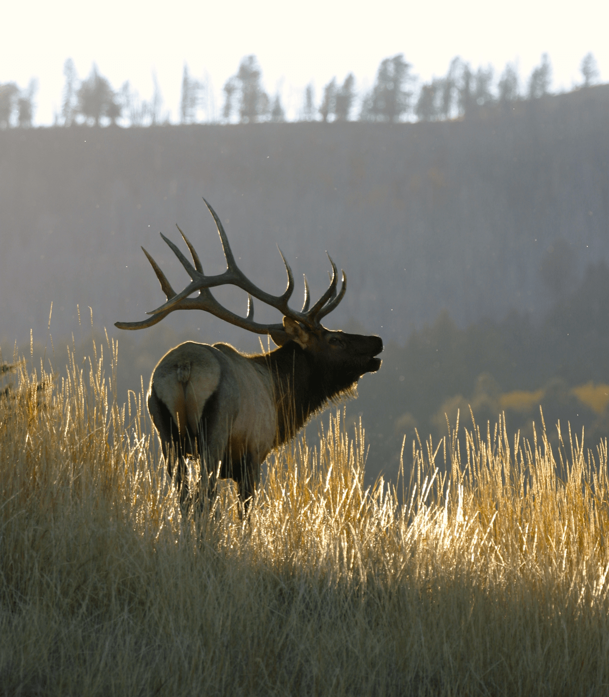 10 North American Hunting Bucket-List Trips - Game & Fish