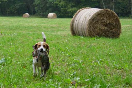 beagle with rabbit