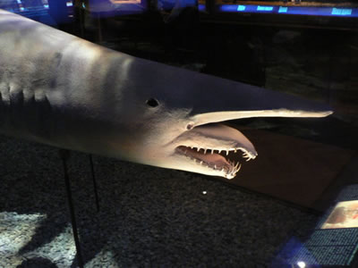 Gobblin' sharks are rarely seen alive. The latest specimen was caught off the coast of Japan and is on display in Tokyo Sea Life Park.