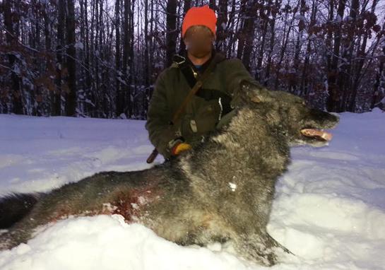 Hunters' Perspectives on the First Hound Hunt for Wolves
