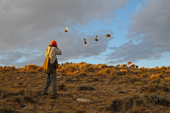 Cast and Blast: Sage Grouse Hunting and Trout Fishing in Wyoming