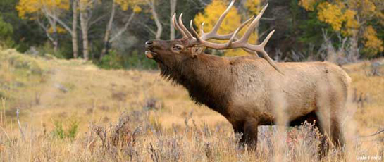 Montana Land Deal: 40 Acres Opens Access to 4,000 Elk