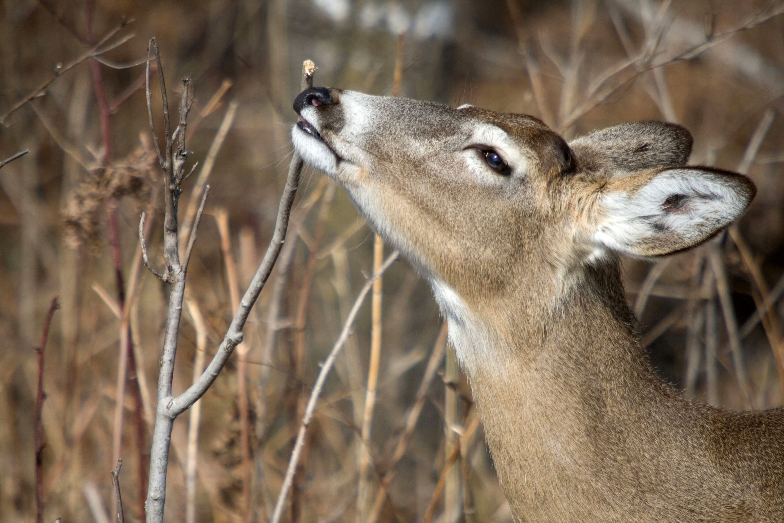 Deer Hunting: How to Make a Homemade Cover Scent
