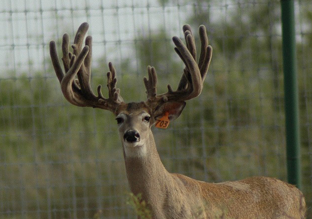 giant high fence buck