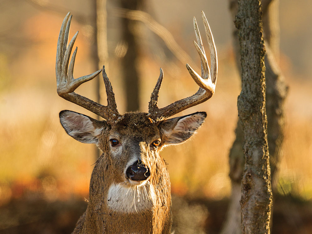 3 Gameplans for Hunting the Real-World Rut