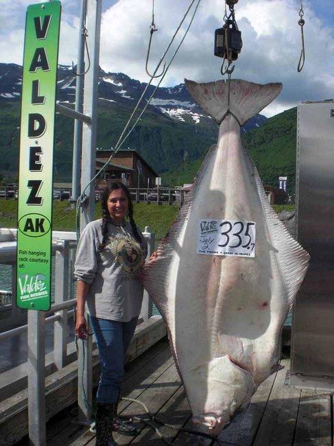 First Time Angler Lands 335-Pound Halibut in Alaska