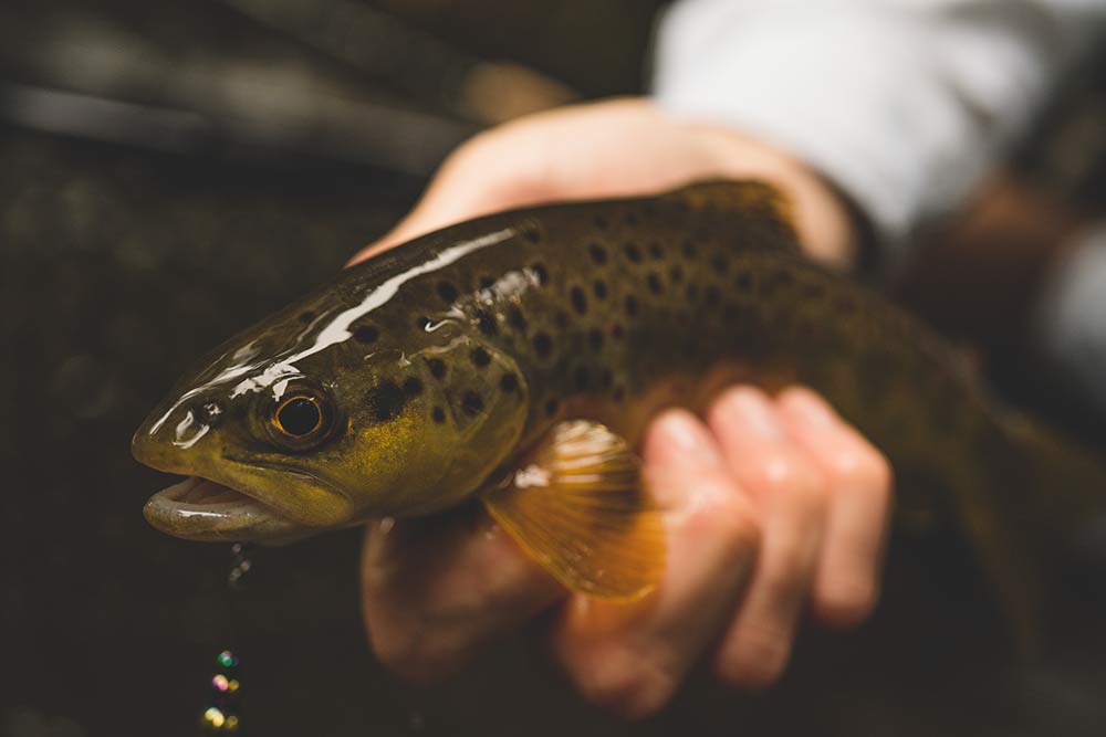 Driftless area brown trout