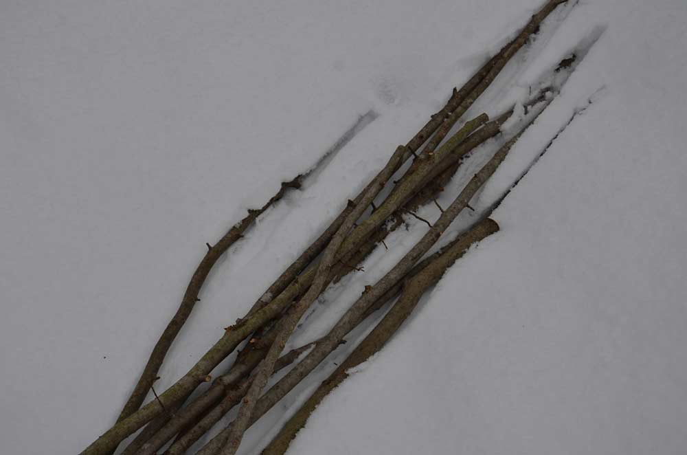 sticks in the snow