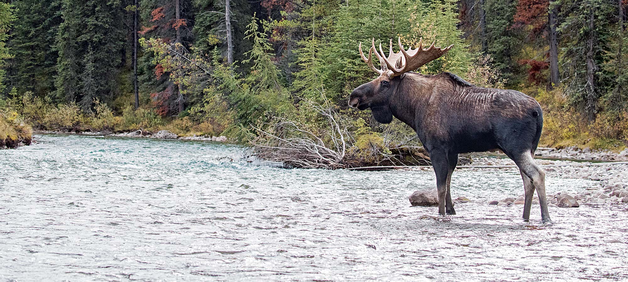 rutting bull moose river