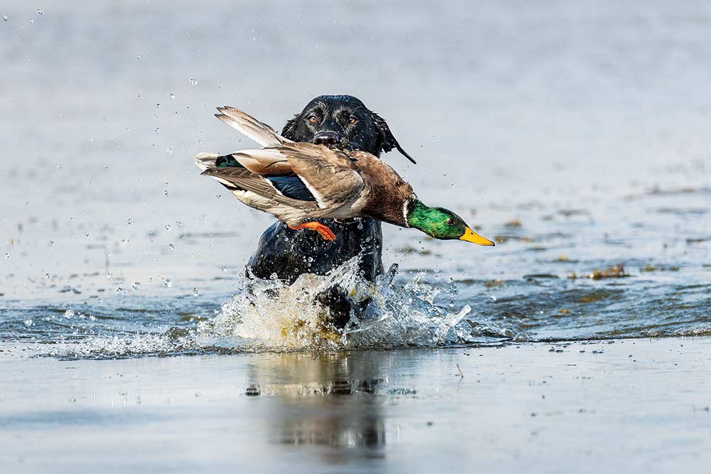 black lab retrieving greenheaded duck