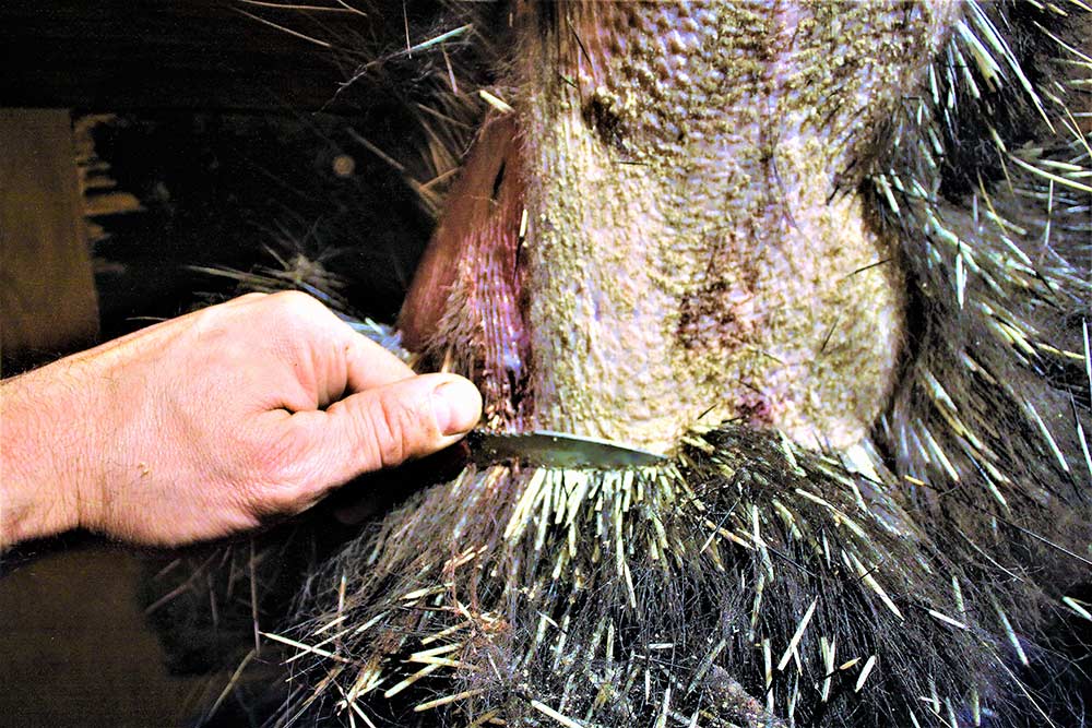 knife dequilling porcupine