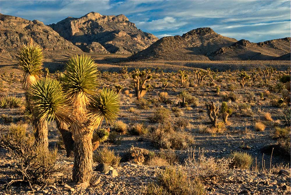 desert national wildlife refuge