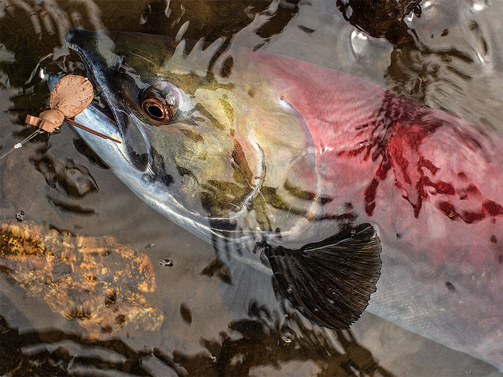 russian rainbow trout in the kamchatka river