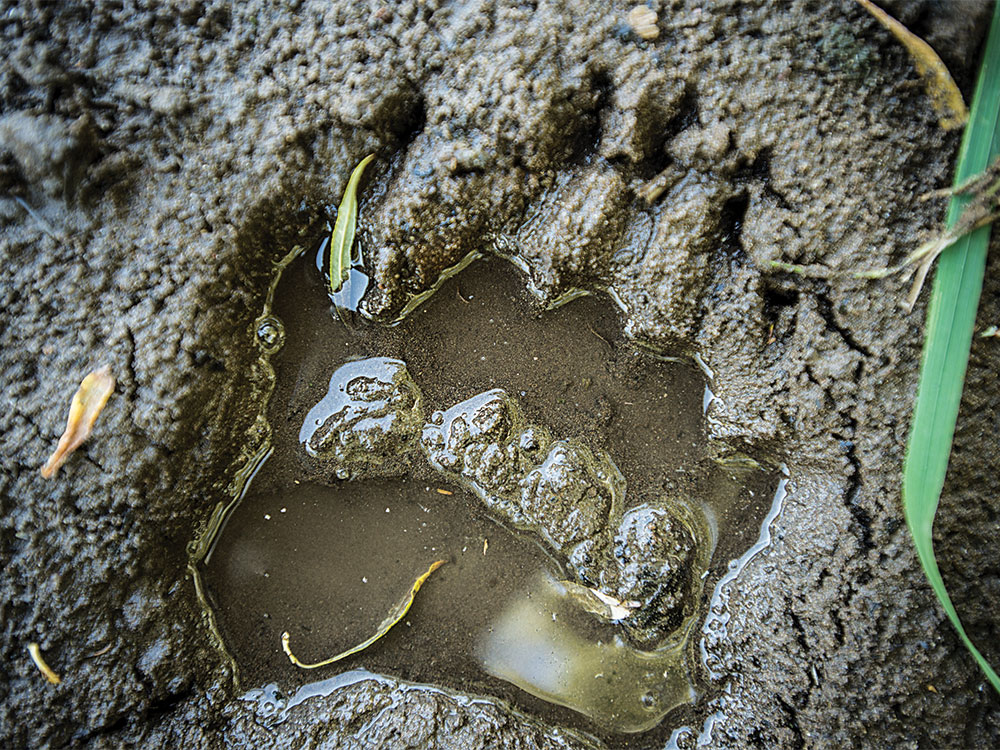 bear track in the mud