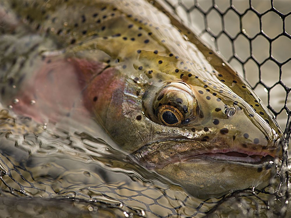 rainbow trout in a fishing net