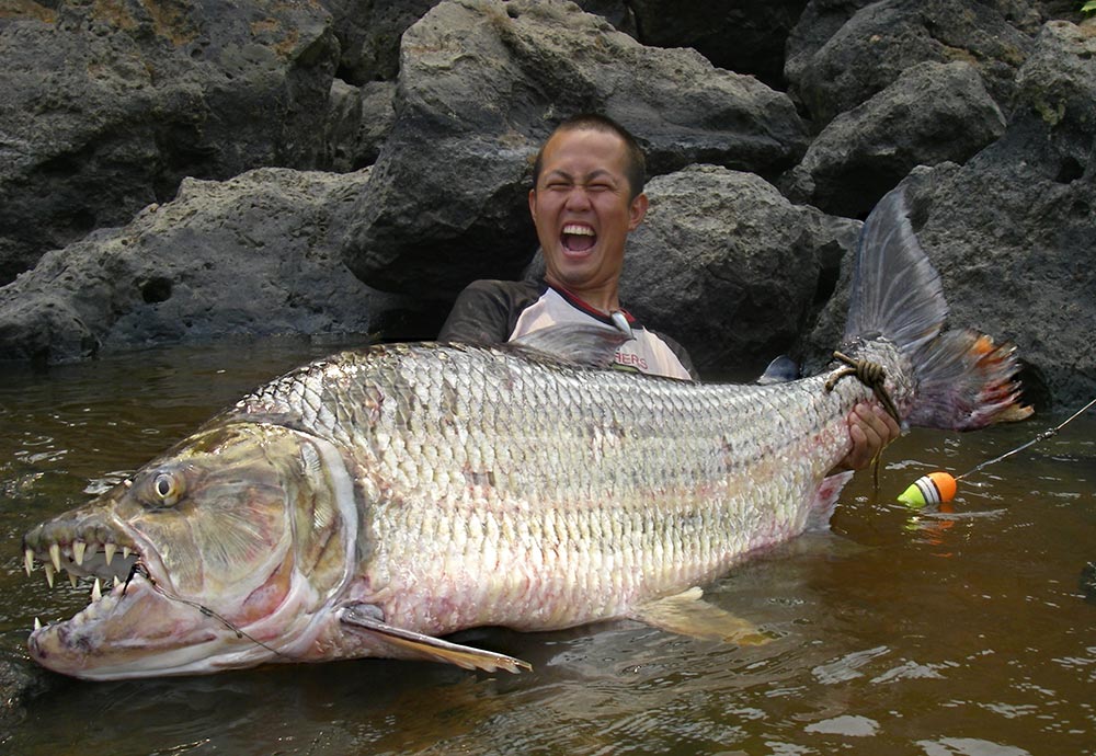 The 32 pronounced, surgically-sharp teeth and deep body of a Goliath Tigerfish.