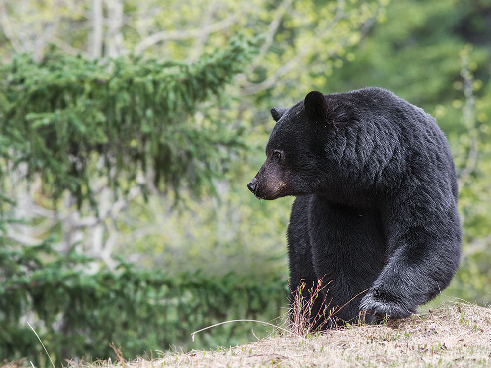 Black Bear (Ursus americanus) 