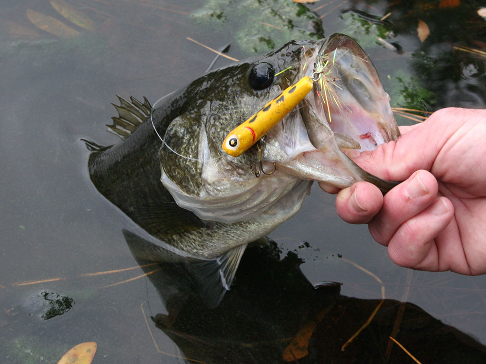 A largemouth satisfied with the Storm Chug Bug’s pop.