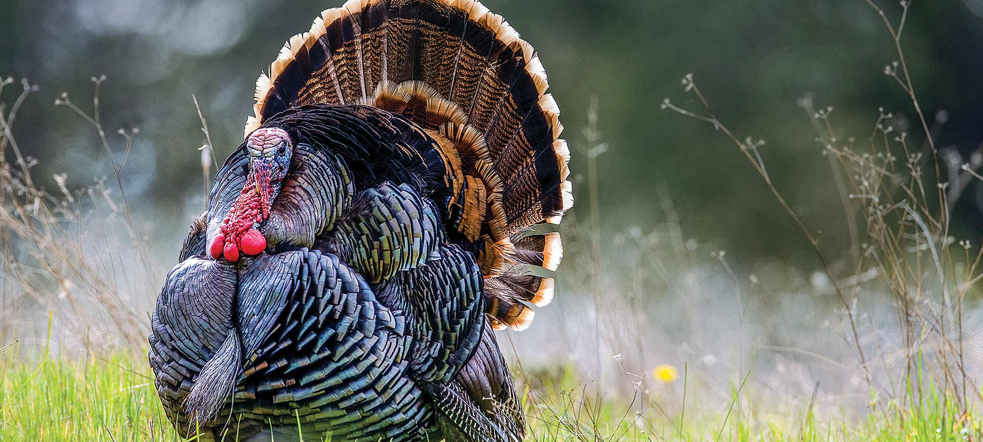 The No-Excuses Turkey Season: How to Make this Spring Hunt Your Best One Yet