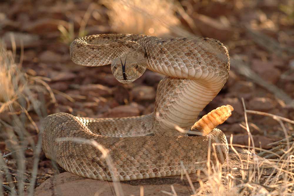 rattlesnake coiling up to strike