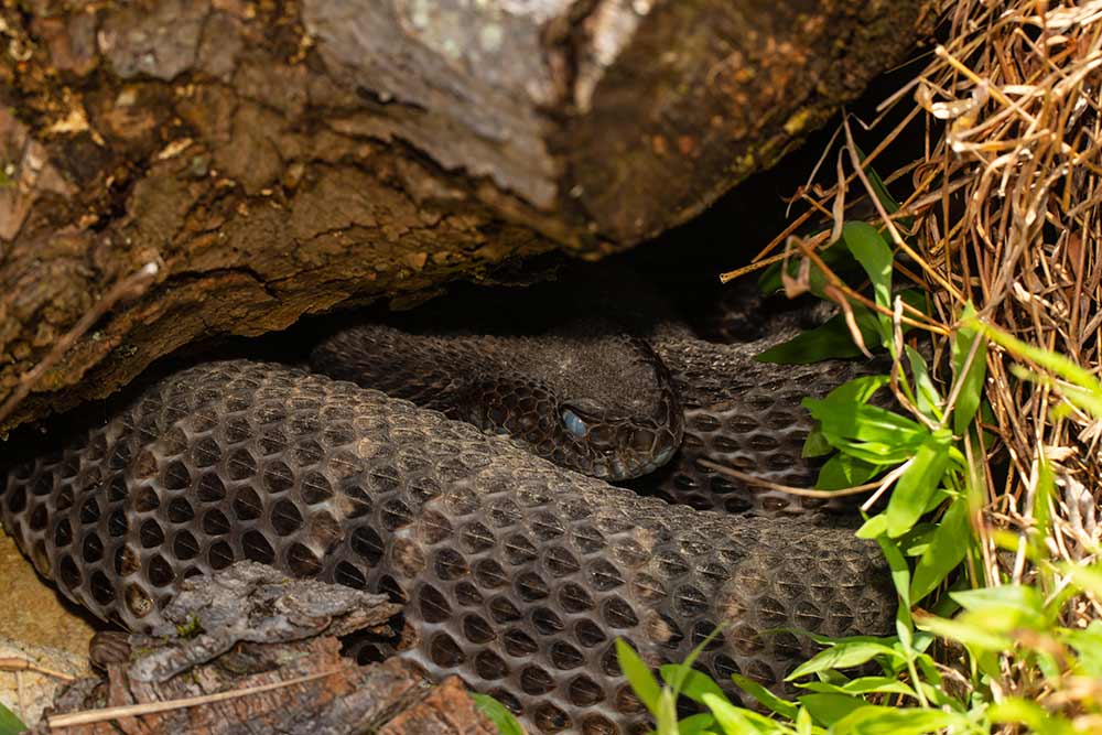 rattlesnake under rocky cover