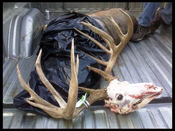 antler wrack and skull in the bed of a pickup truck