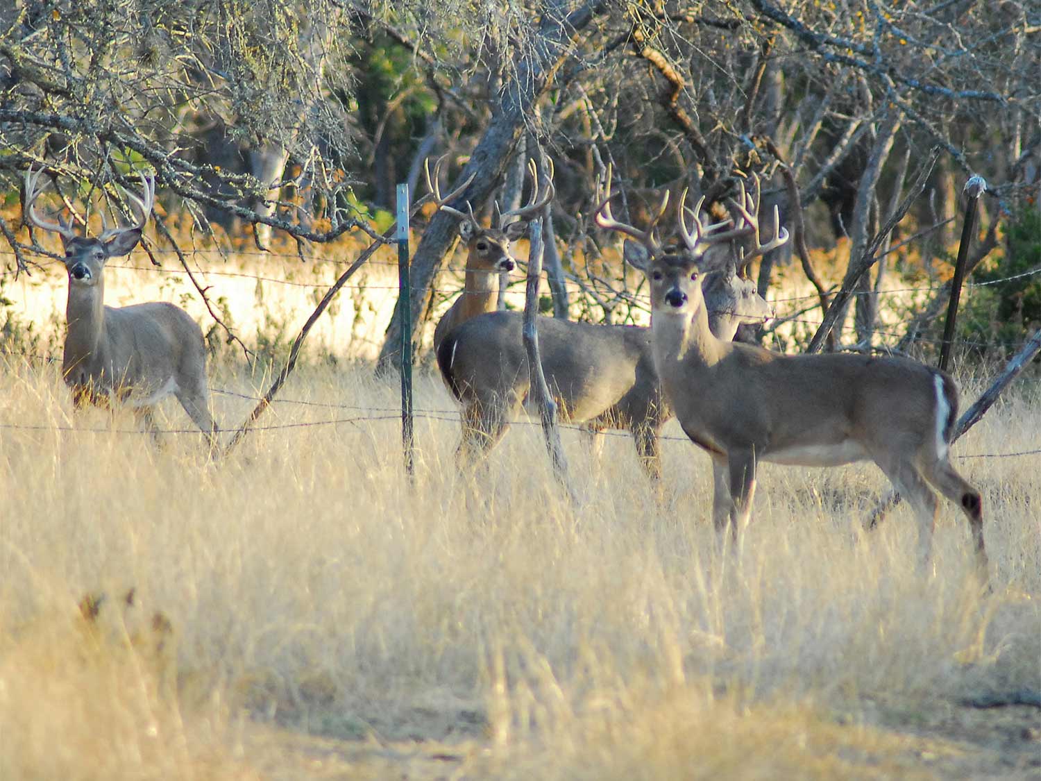 four bucks standing in a field near a wire fence