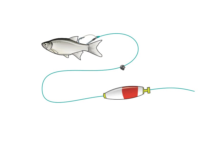 Clacker Rig bait fishing rig