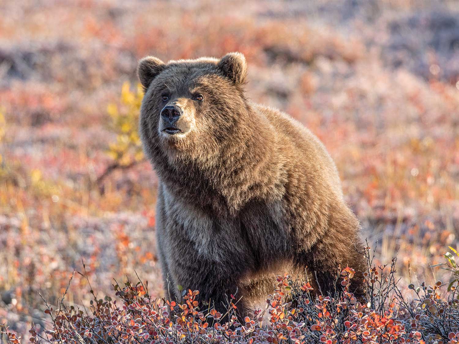 "How to Pick the Right Sidearm for Backup Bear Protection" by Will Brantley, Bryce M. Towsley, Tyler Freel, and John B. Snow