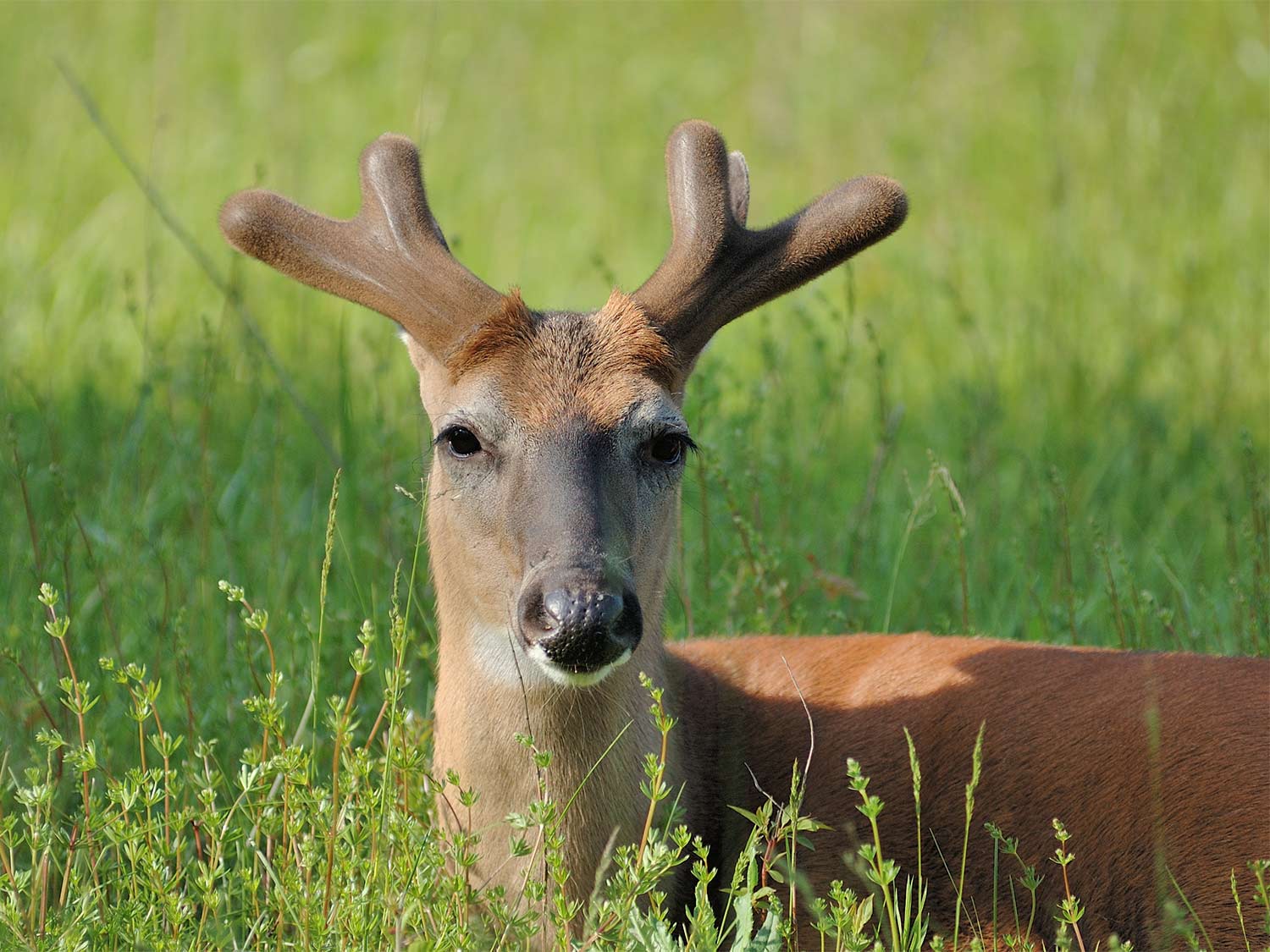 Whitetail Deer Buck in summer velvet bedded down in a field.
