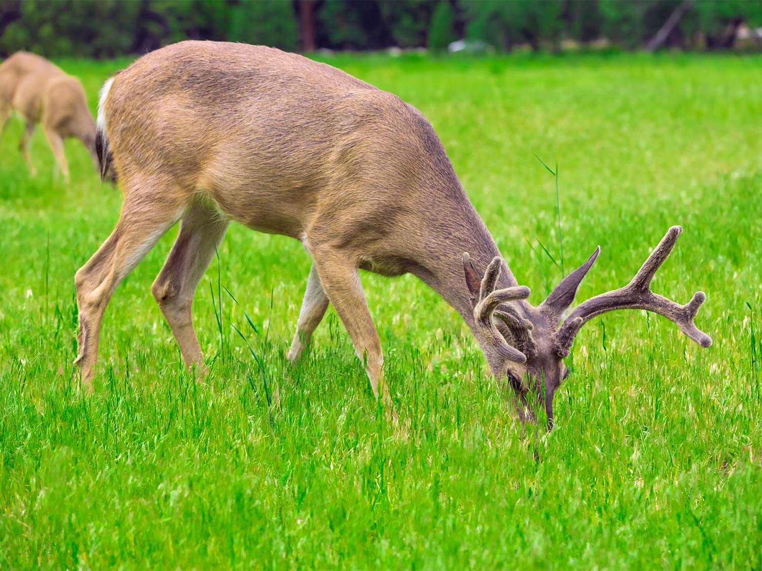 How Do Deer Grow Antlers So Quickly Outdoor Life