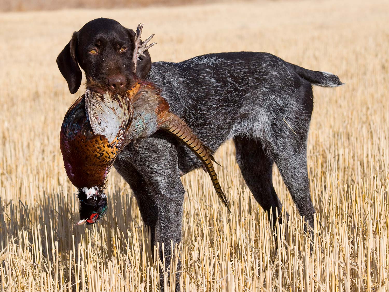 How To Put on a Choke Chain Before Training Your Hunting Dog