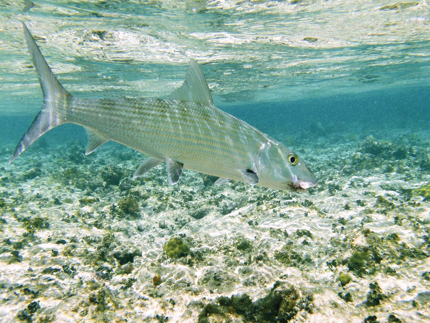 a bonefish swimming in shallow saltwater flats