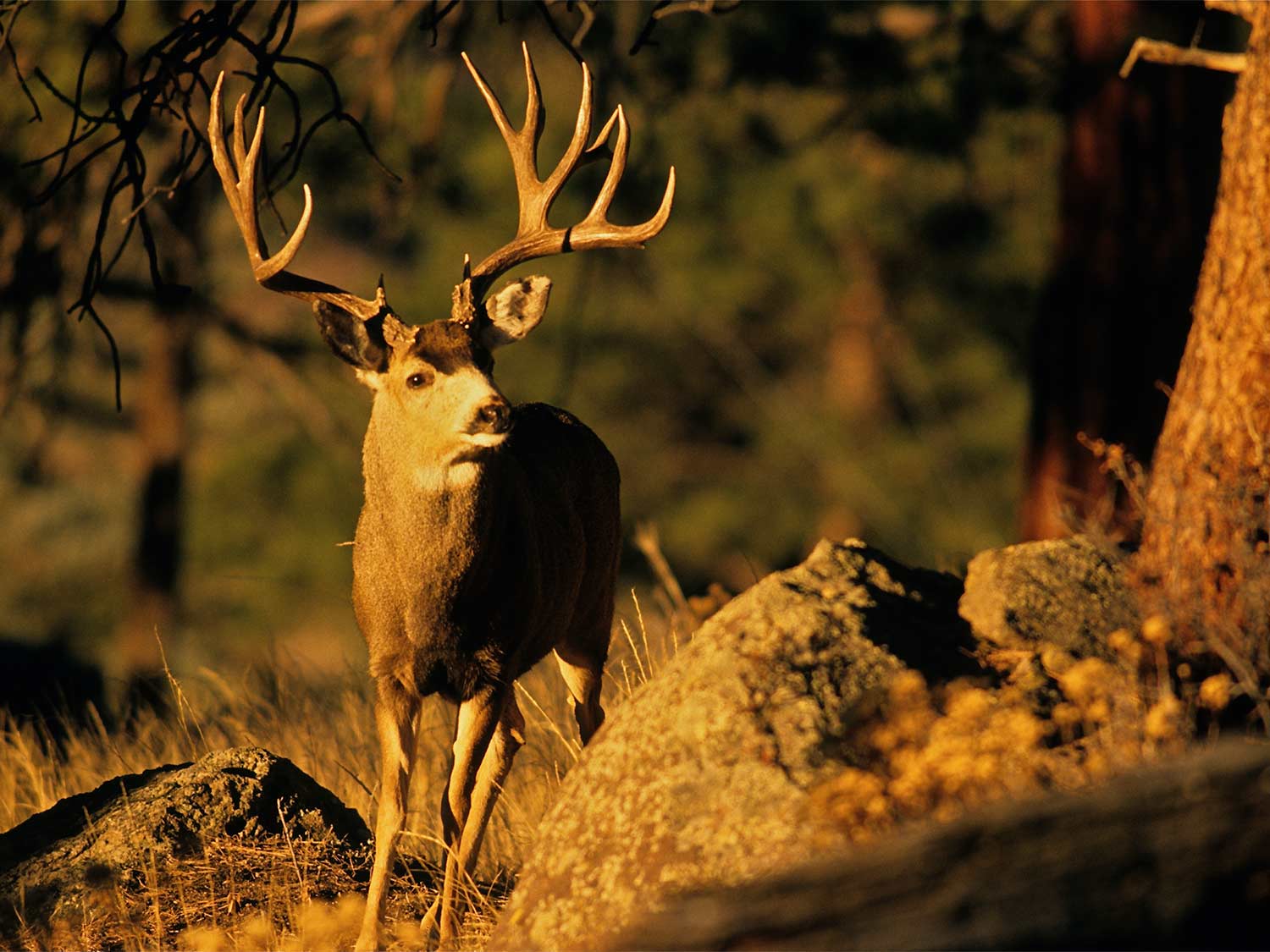 a mule deer buck on a sunny mountainside