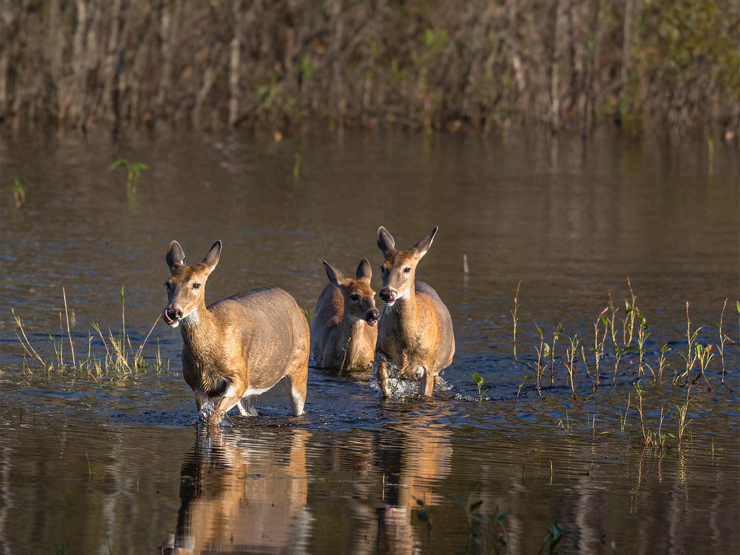 White-tailed deer walking in the water.