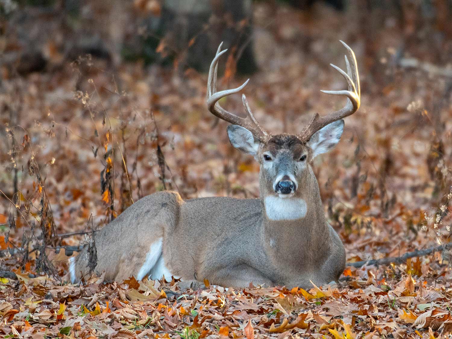 mature buck bedding down in leaves