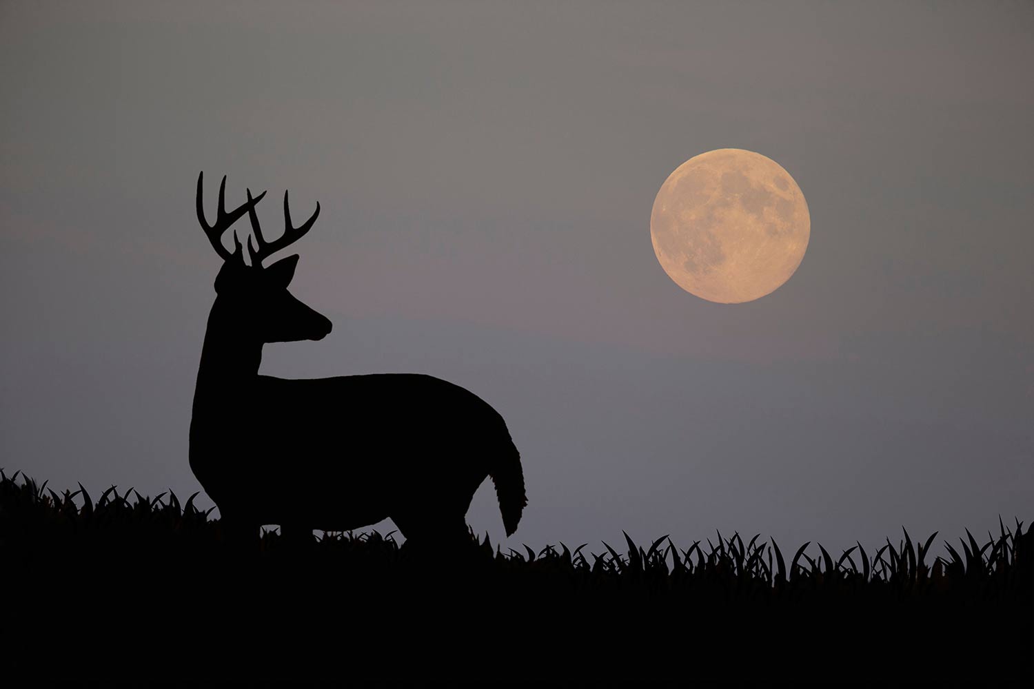White-tailed Deer ;Odocoileus virginianus; Moon