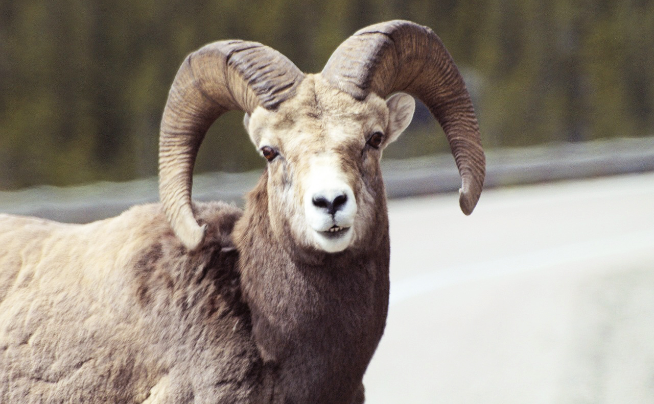 Canada Bighorn Sheep Animal Wild Nature Head