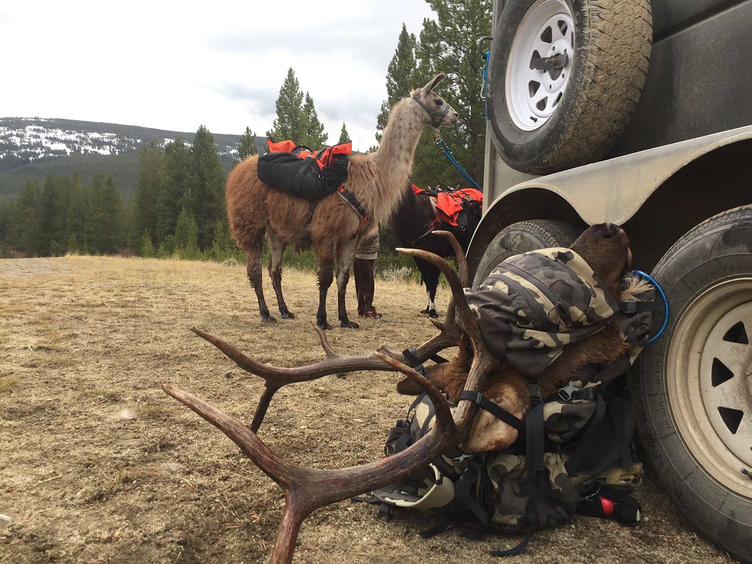 Find Elk From Your Kitchen Table With This 6-Step Digital Scouting Plan