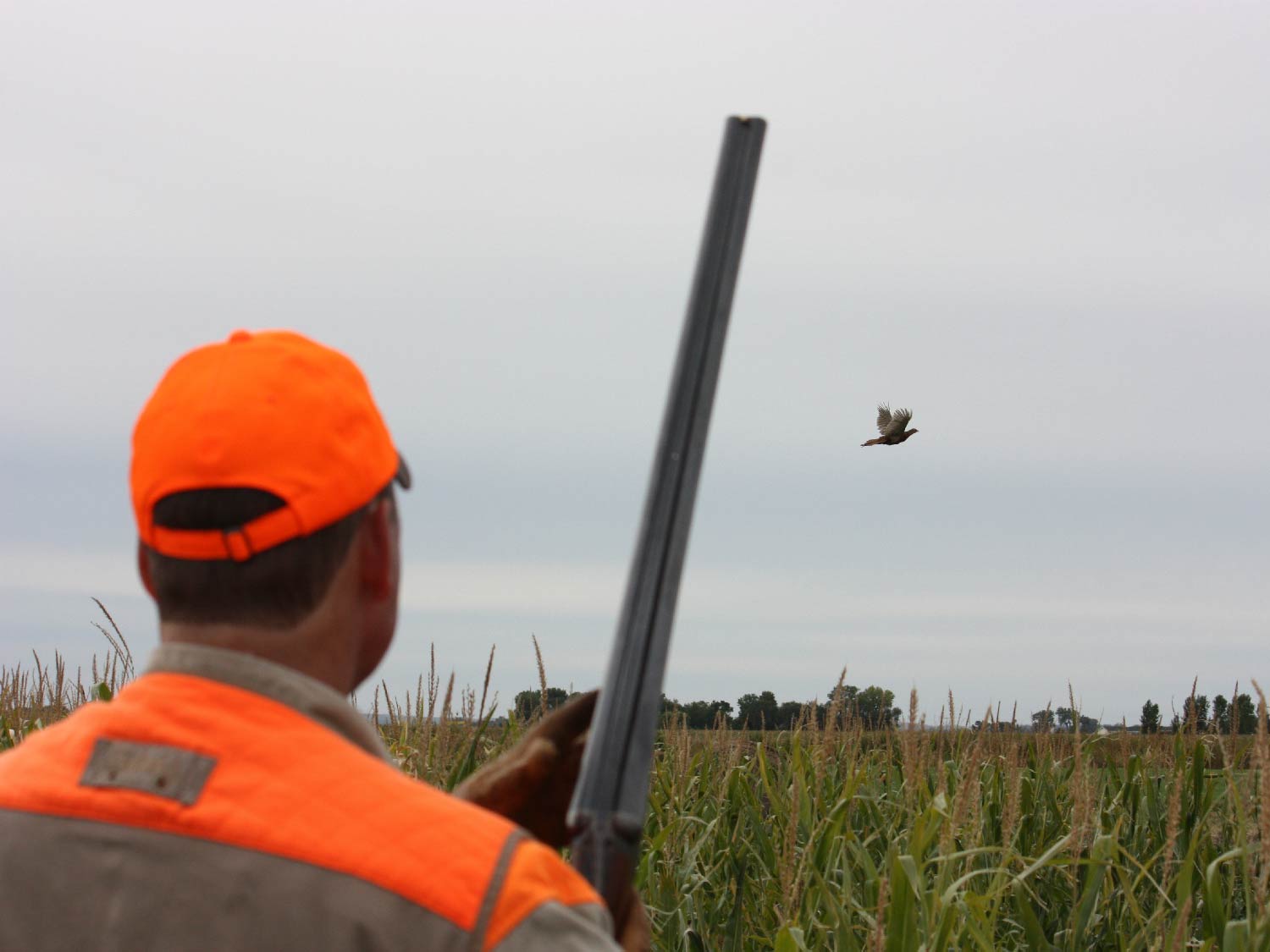 hunter holding shotgun in a field