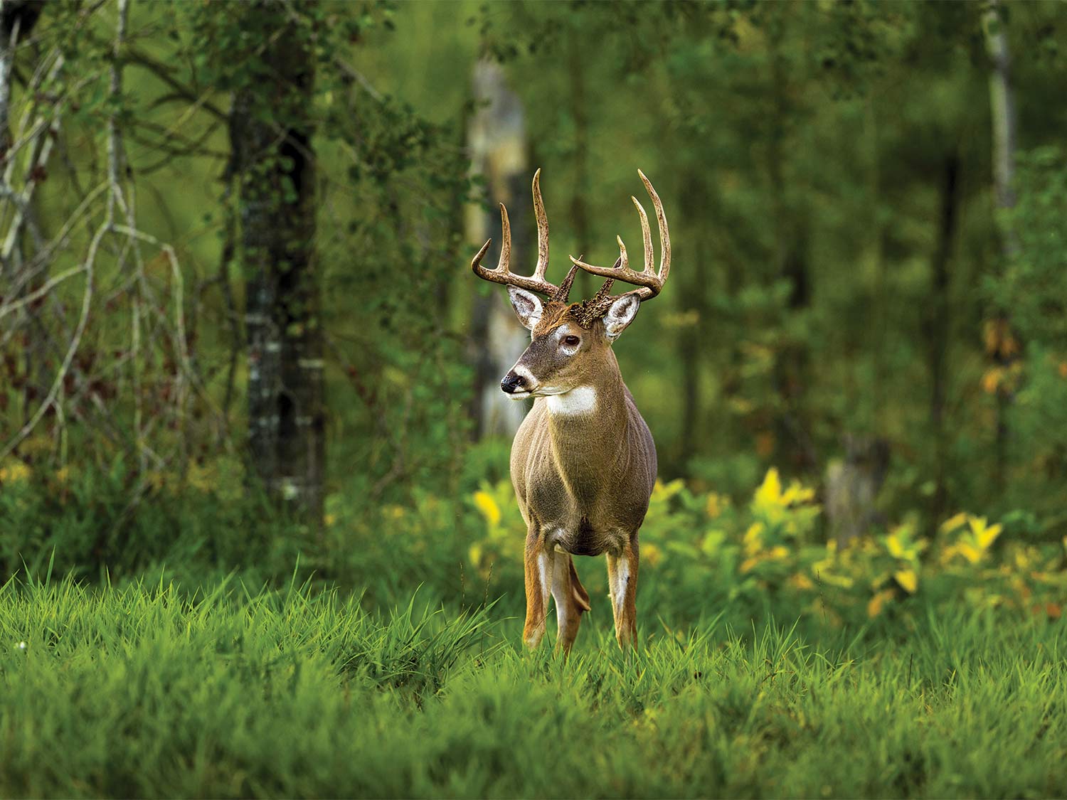 "It's Time to Cut the B.S. in Deer Hunting" by Alex Robinson, and Will Brantley