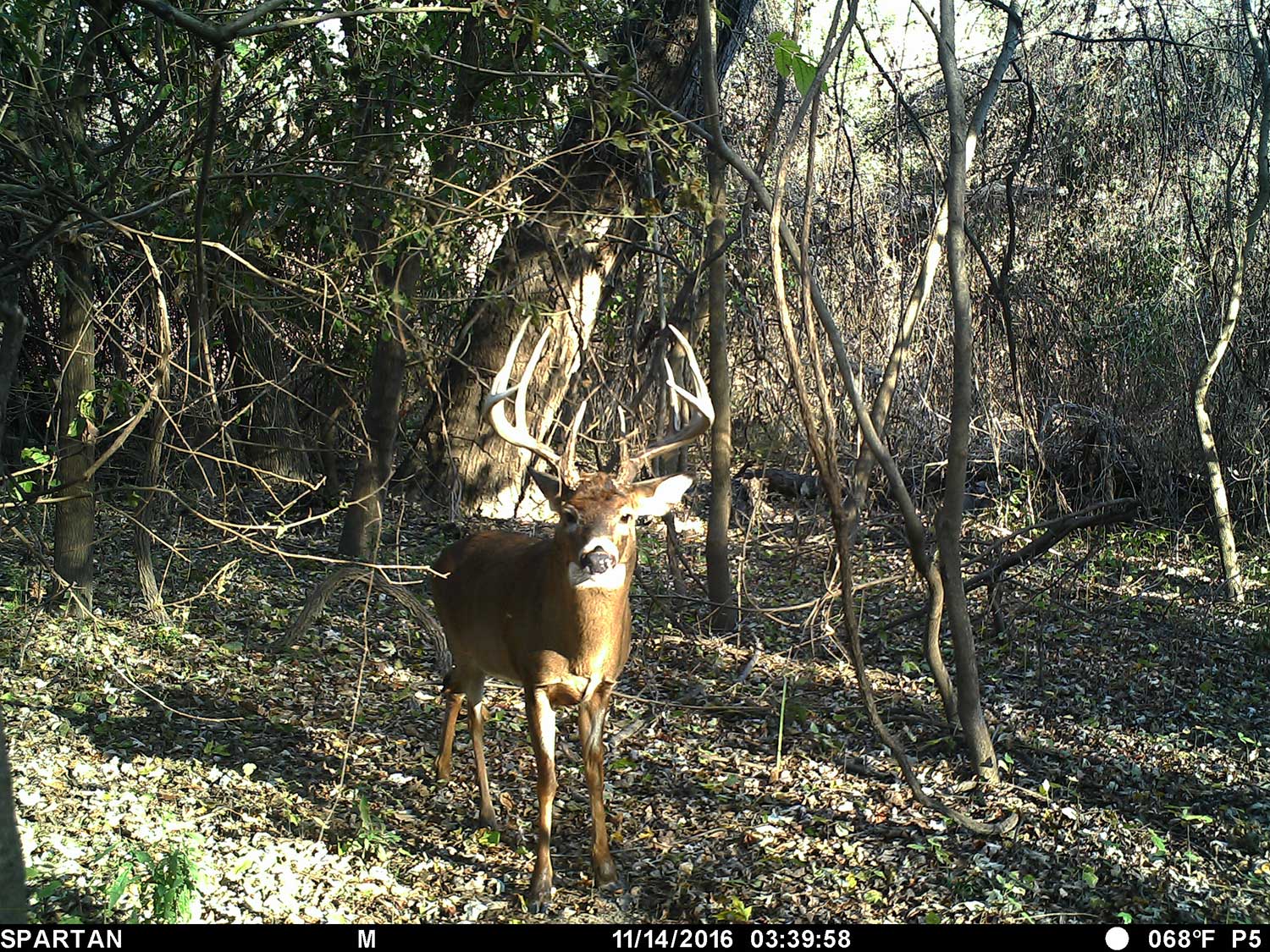 buck standing in a wooded clearing