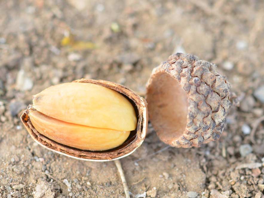 acorn shell cracked open