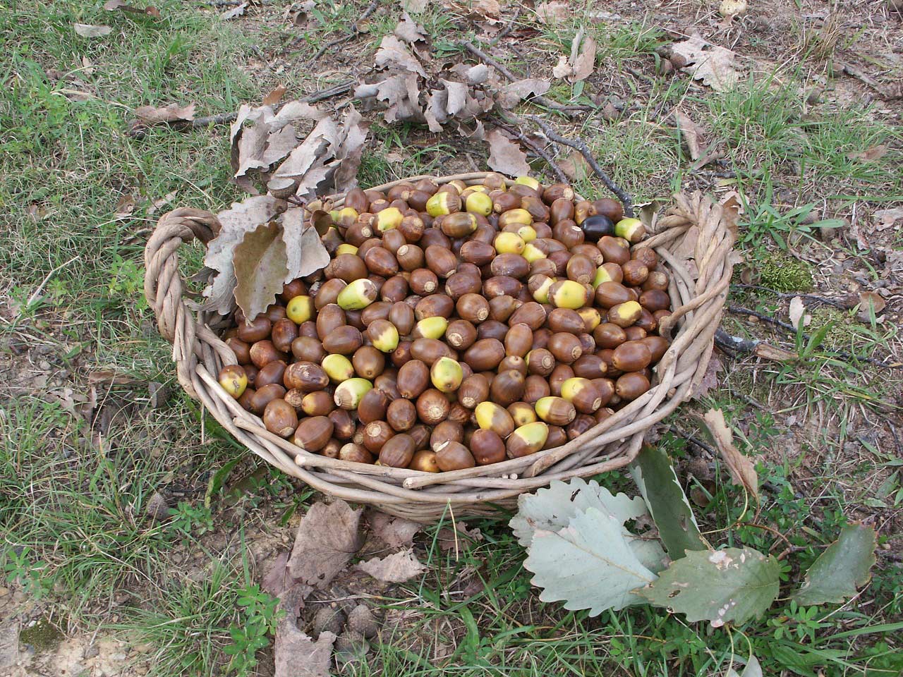a basket full of acorns