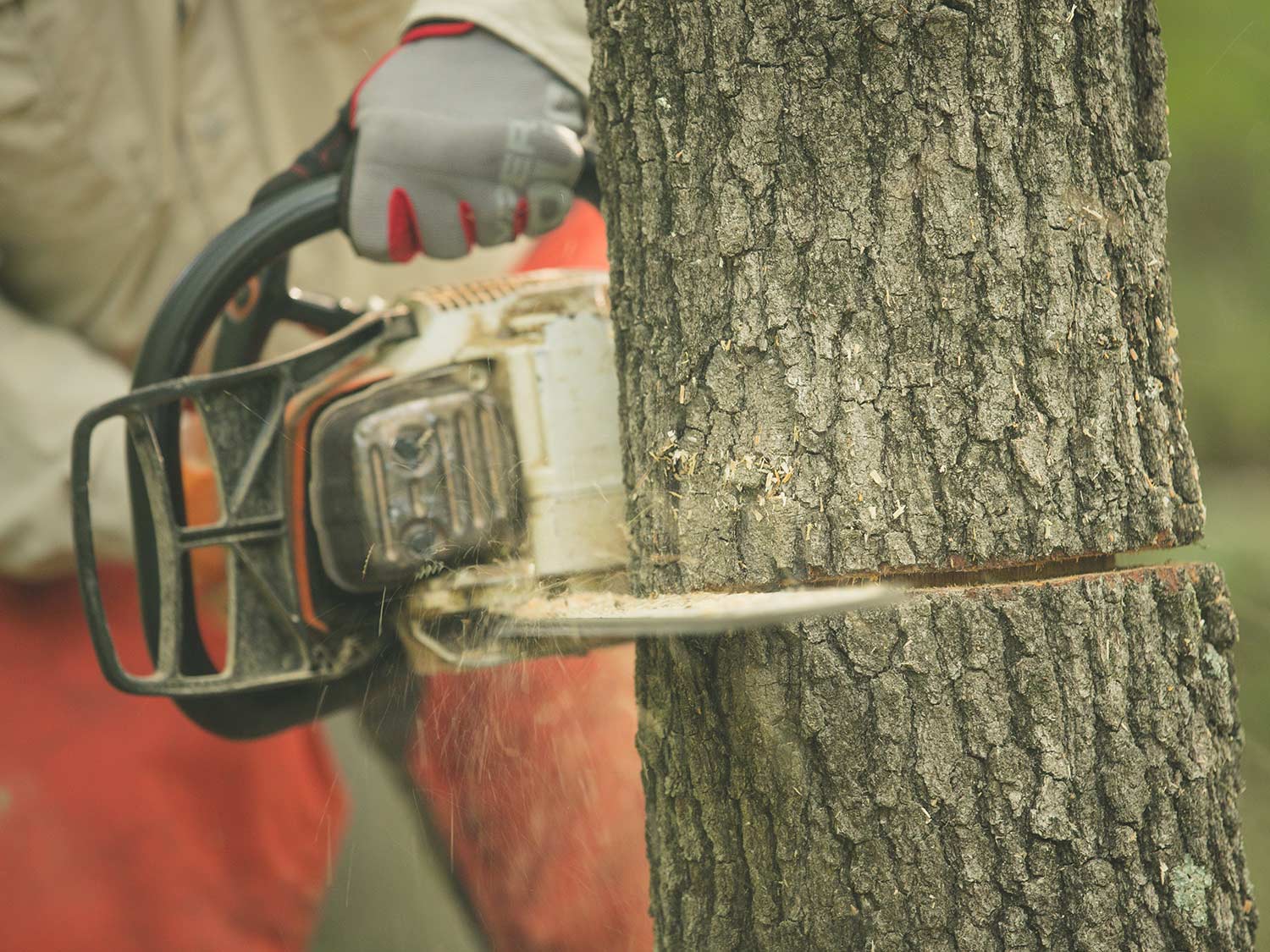 a chainsaw hinge-cutting a tree